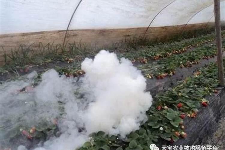 大棚烟剂药害一般几天落叶