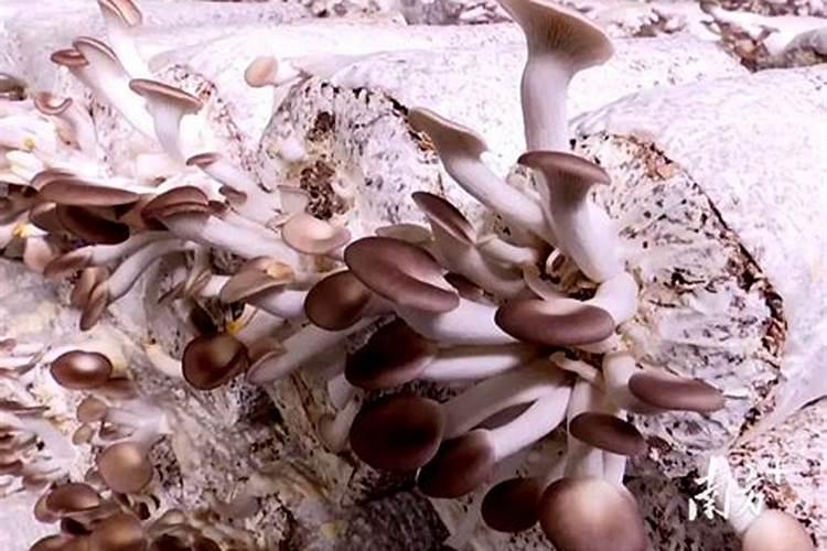 秀珍菇的守护者：识别与防治病虫害全攻略
