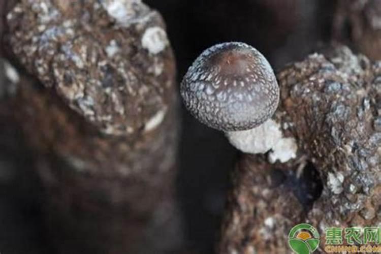 什么方法可解决香菇畸形发生？
