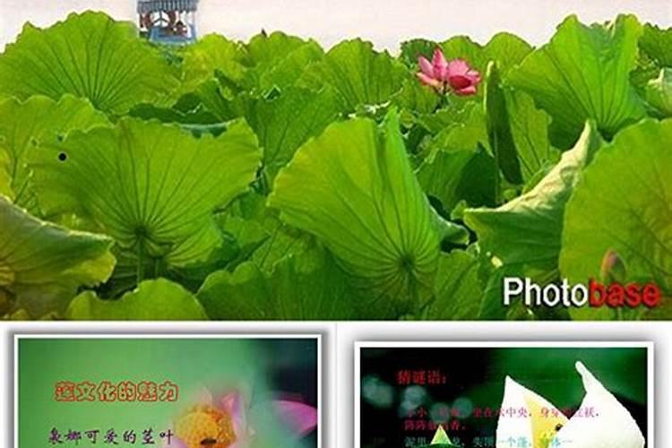 关与莲的科学知识