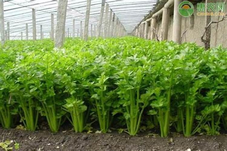 在温室当中种植芹菜,一般需要注意哪些事项？
