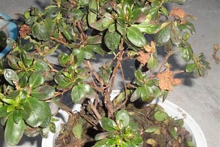 杜鹃花种植的病害防治