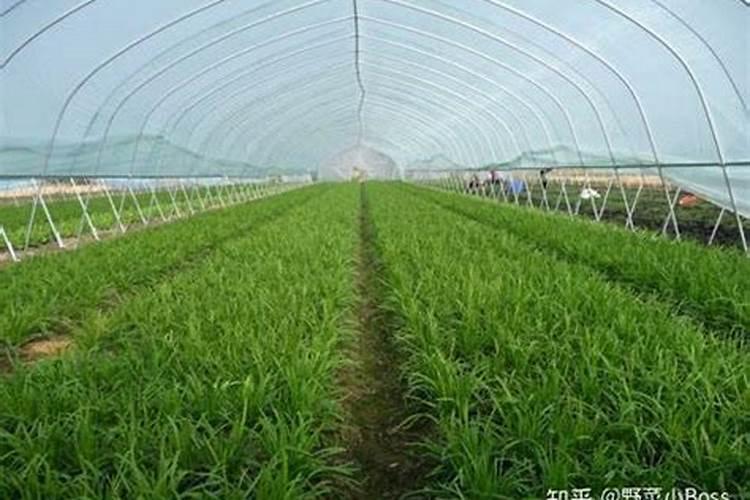 温室韭菜防倒伏技术