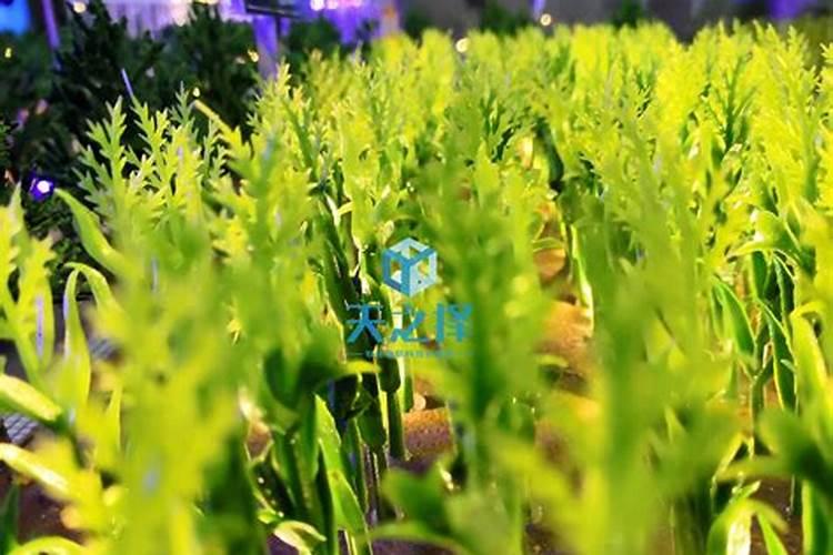 玉米高科技种植：水肥管理的创新之路
