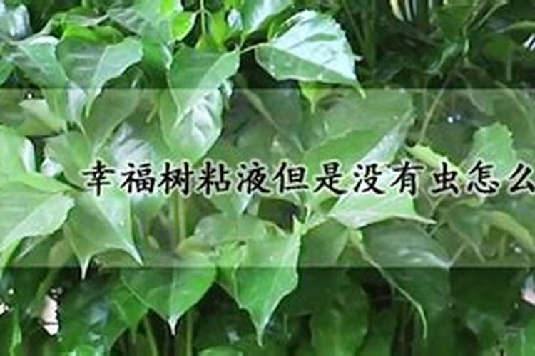 幸福树叶子有粘液怎么解决
