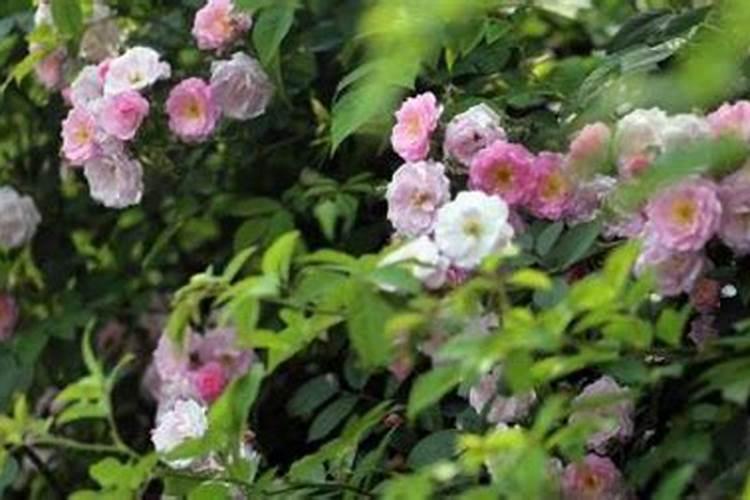 蔷薇花叶子发黄的原因？蔷薇花为什么黄叶子
