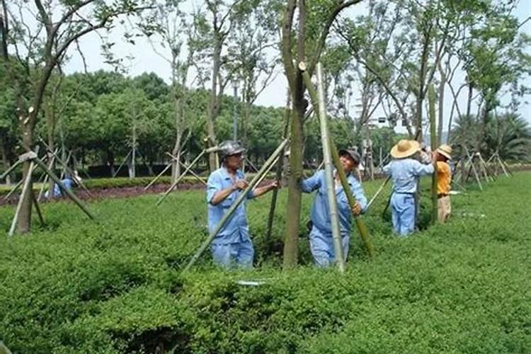 夏季绿化林木病害防治技术