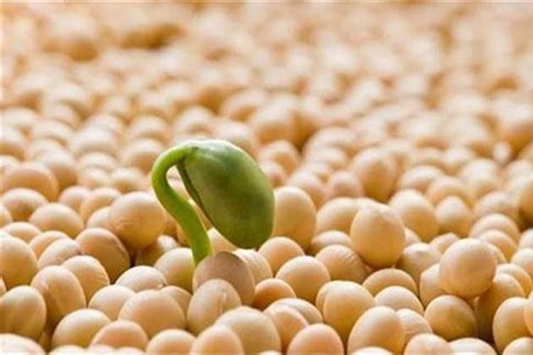 春大豆防烂种攻略：确保丰收的关键措施