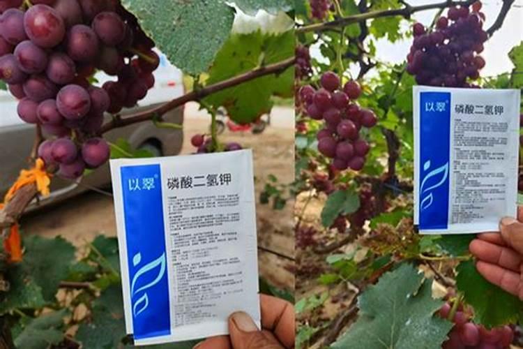 老师葡萄高甲肥料一年冲几次钙肥冲几次什么时候冲为好
