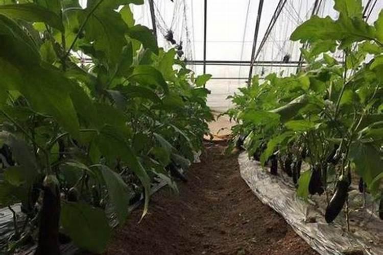 茄子的土壤乐园：揭秘适宜种植的土壤类型