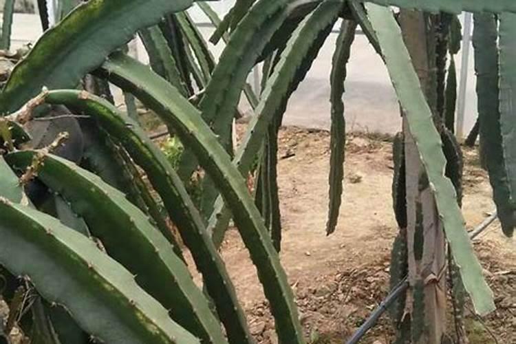 火龙果黄褐病的防治与用药推荐：确保健康丰收的关键步骤