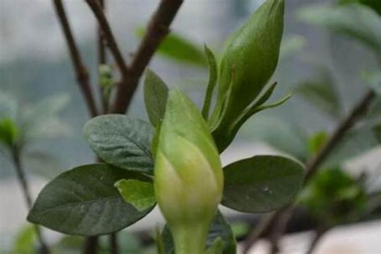 栀子花有花苞却不开花怎么办找准原因对症解决？