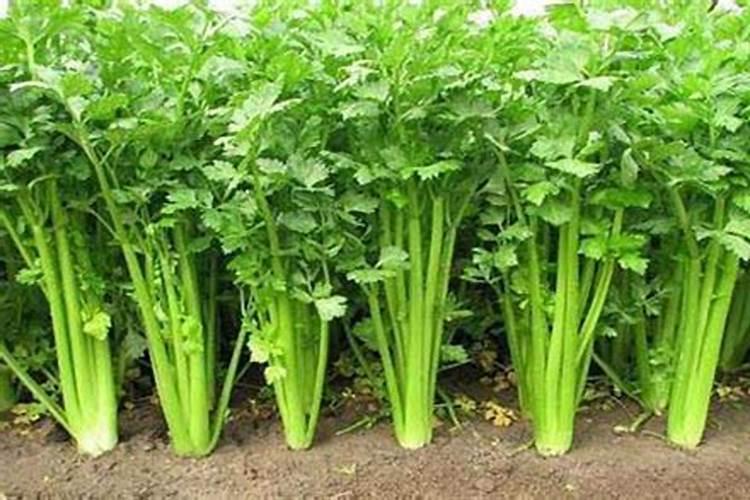 芹菜芸苔素用多了卷叶怎么回事？