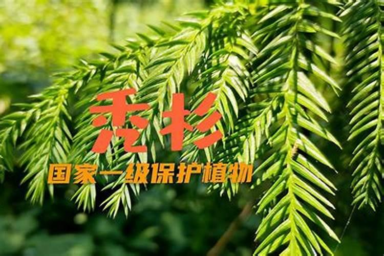 秃杉与杉木的关系