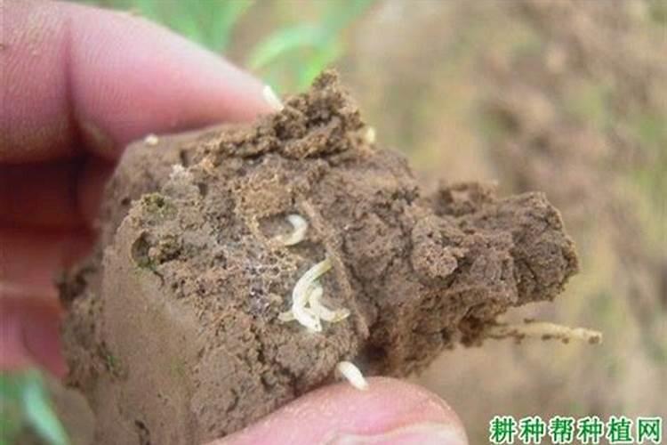 守护绿色防线：豆角里的蛆虫与我们的对抗策略