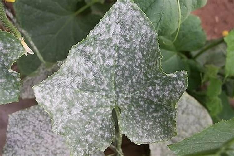 黄瓜瓜面发生白粉的原因简析