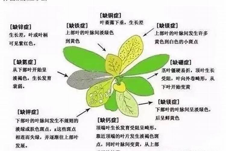 植物缺素症防治方法
