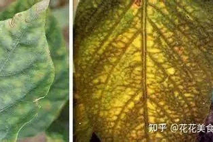 植物缺素症的具体表现是什么