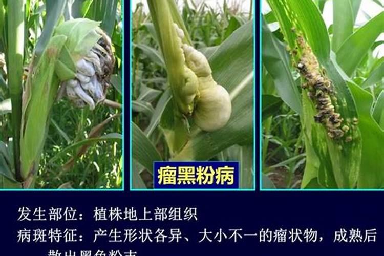 田间守护者：玉米褐斑病的识别与综合防治策略