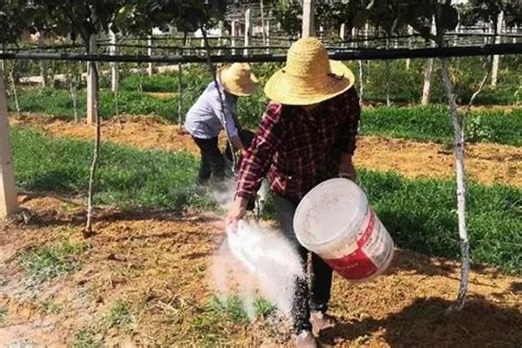 果树无磷肥使用方法和用量？