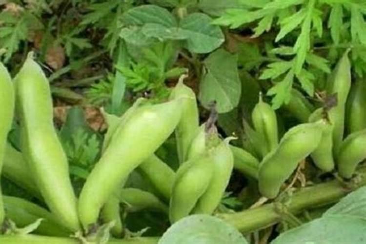 蚕豆施肥全攻略：迈向高产的关键
