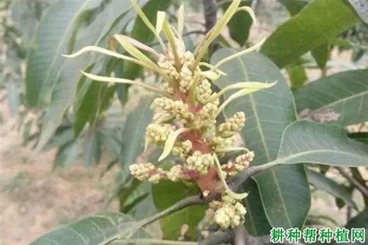 芒果畸形花发生原因