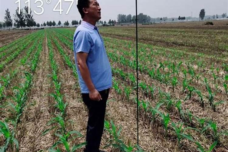 夏玉米苗期病虫害的防治技术