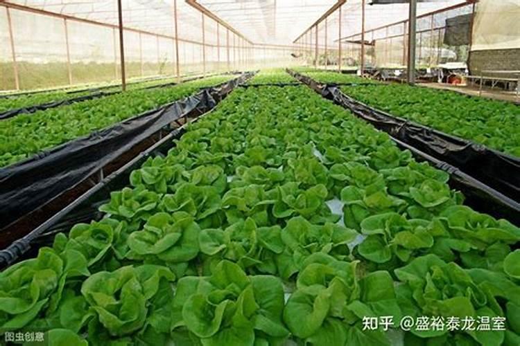 提升大棚蔬菜肥料利用效率的科学策略