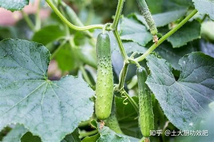 秋延后黄瓜结瓜期应加强管理