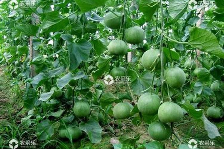 甜瓜落花落果原因及预防？