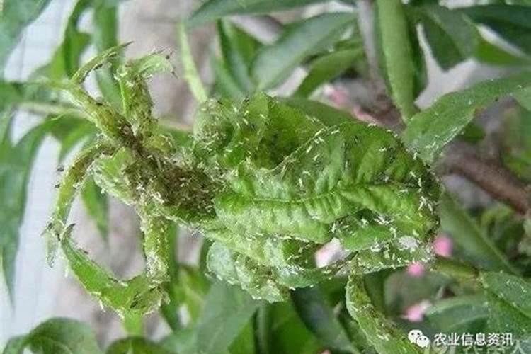 冬季主要害虫防治方法？