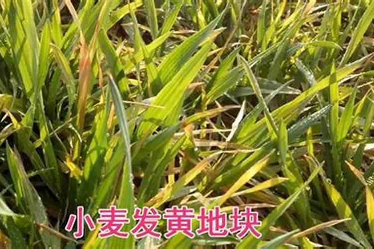 小麦普遍出现叶片发红变紫等现象，是什么原因引起的？