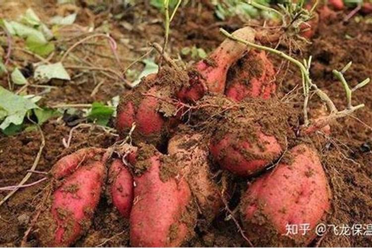 桃树地可不可以种红薯呢？原因是什么？