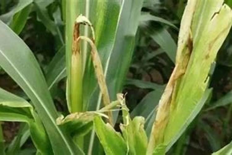 守护金黄宝藏：玉米病虫害防治用药全攻略