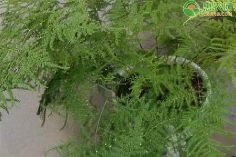 文竹叶子发黄什么原因怎样解决，附文竹的生长环境？