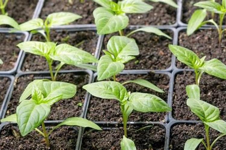绿色守护：新型含药育苗基质在辣椒土传病害防治中的革新应用