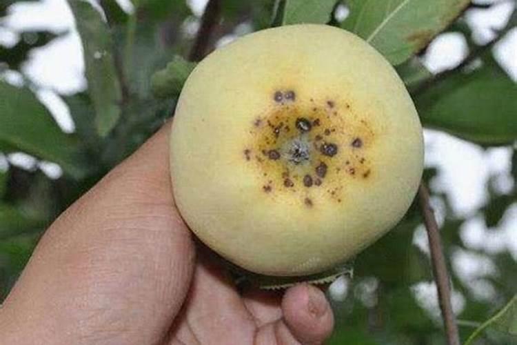 果实发生日灼和裂果现象的原因及果树最佳拉枝时期