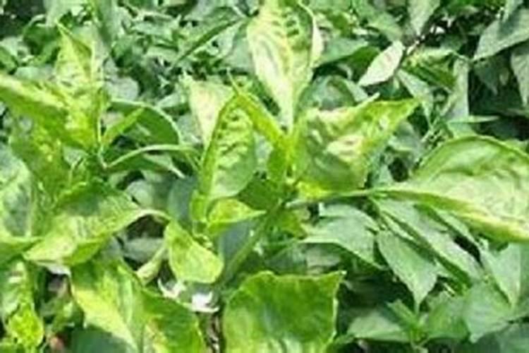 扁豆病毒病的症状及防治方法？