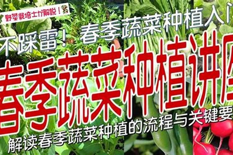 春季蔬菜种植的黄金指南：要点与注意事项全解析
