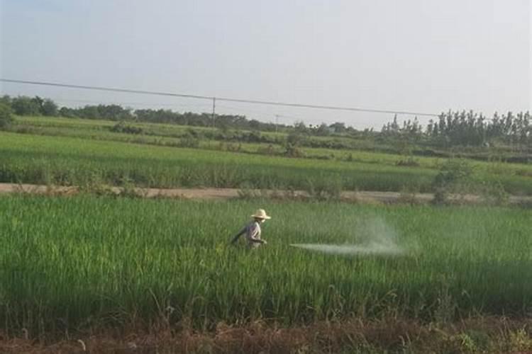稻花香里话丰年：科学防治水稻病虫害的策略