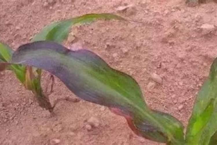 玉米缺磷用什么化肥好？