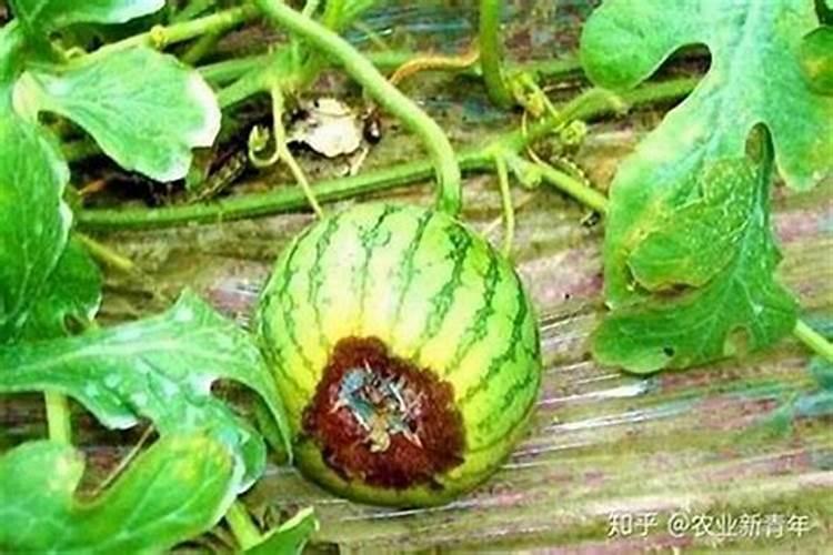 绿色守护：西瓜病虫害防治与用药全攻略