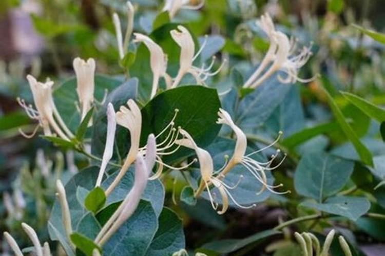 金银花浇水时间和正确方法：揭秘养护技巧？