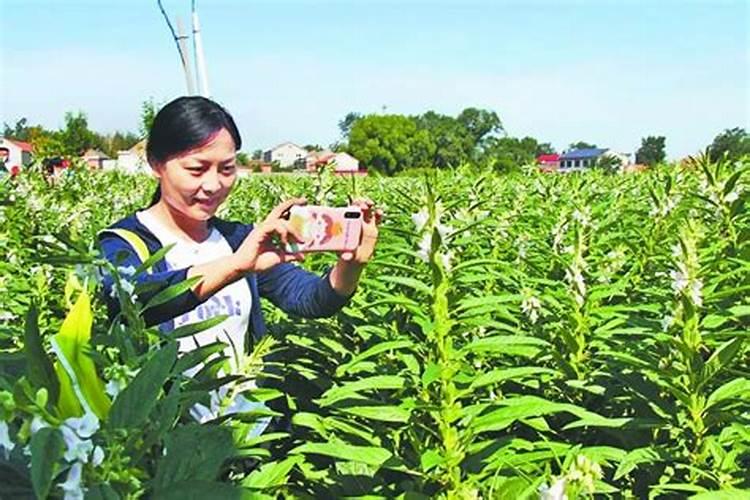 揭秘芝麻亩产量：丰收背后的数字密码