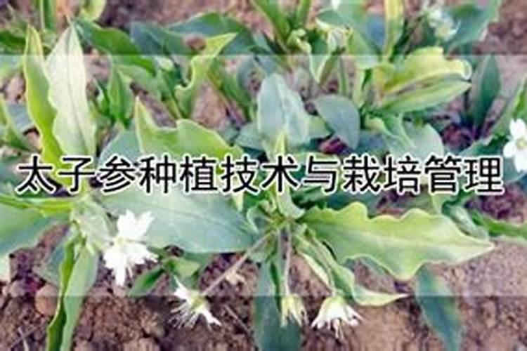 太子参怎么种植
