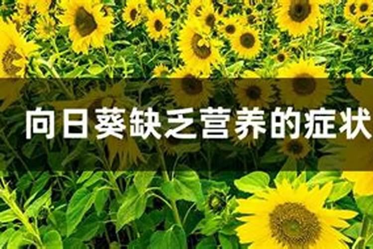 向日葵缺营养元素的表现？