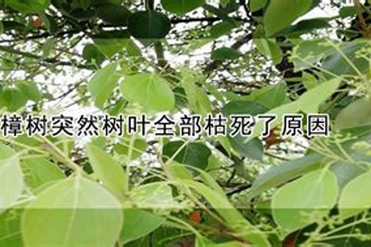樟树突然树叶全部枯萎了的原因是什么？