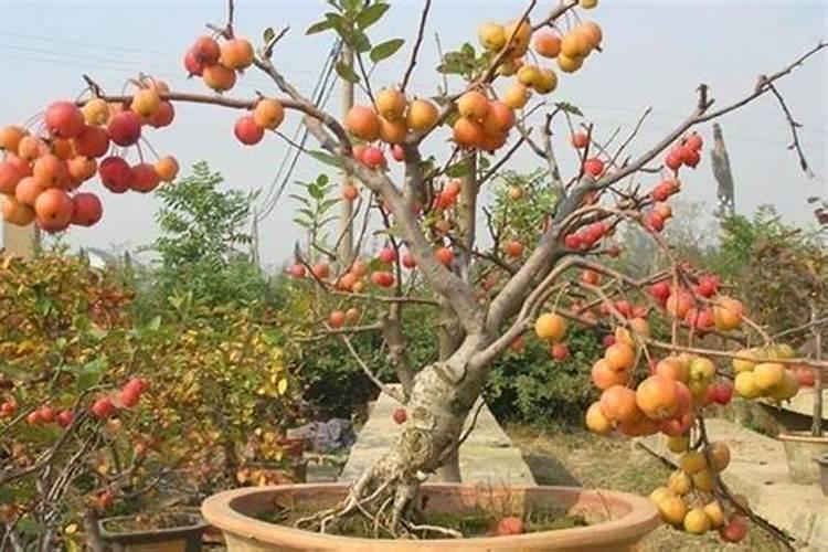 果树盆栽新方法？