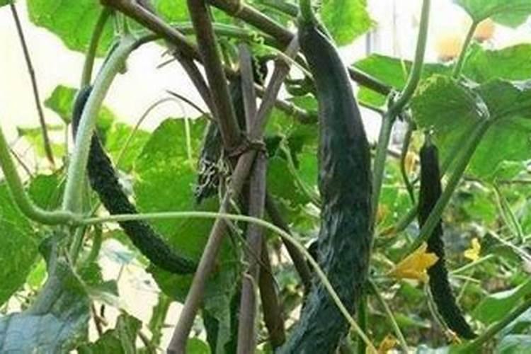 黄瓜高效栽培技术揭秘：掌握这些要点，让黄瓜生长更旺盛