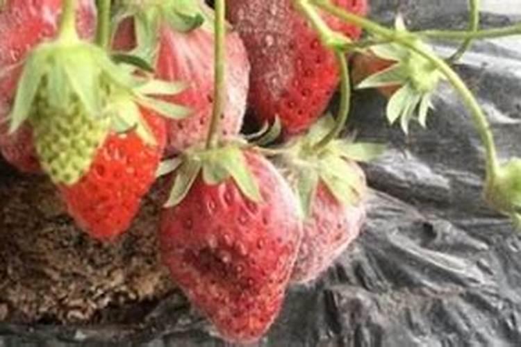 大棚草莓烂果的原因